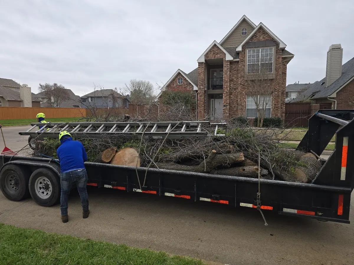 Expert Tree Removal with proper safety equipment in Claude